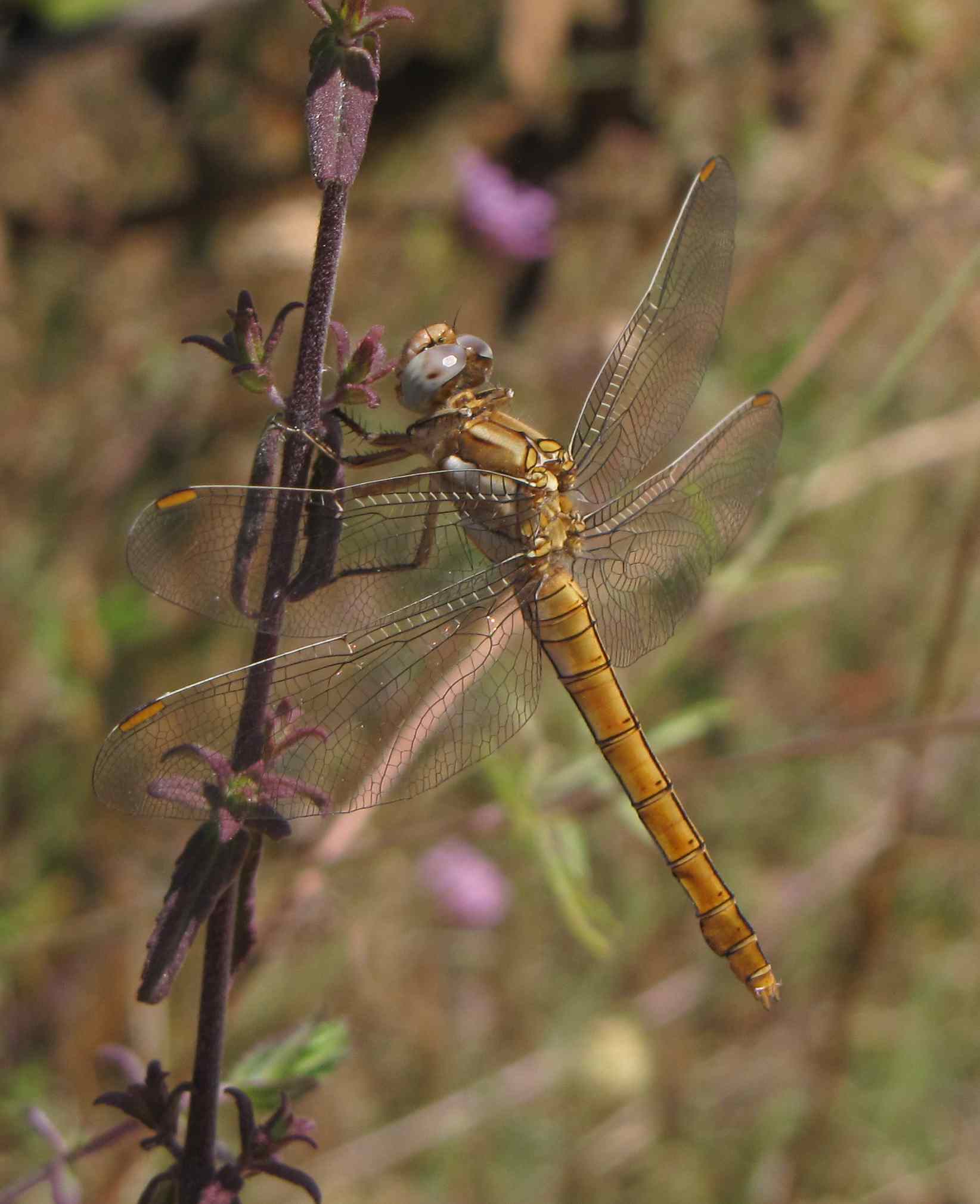 orthetrum
